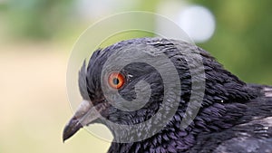 Bird eye, Pigeon closeup portrait, green summer background