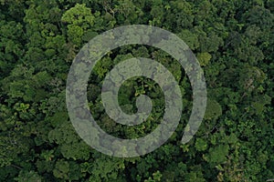 Bird eye view of the canopy of tropical rainforest showing a brocceli field with different trees and many palm trees