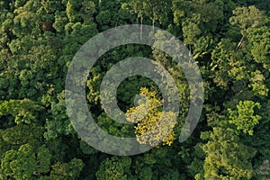 Bird eye view of the canopy of tropical rainforest showing a tree flowering with yellow flowers among the many different shades of