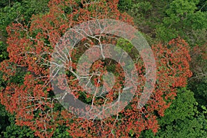 Bird eye view of a large ceibo tree the is flowering red in the tropical rainforest of South America