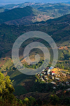 Bird Eye View of Tea Plant in Thailand