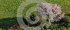 Bird eye view of tree with cherry blossom in spring time against green lawn