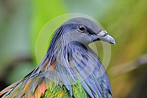 Bird face close up shot with grey feathers, nicobar pigeon