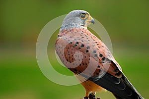 Bird Falco sparrow hawk, American kestrel