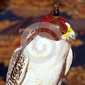 Bird falcon with falconry blind hood