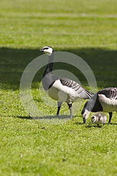 Bird family