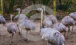 Bird family of American rheas together, big group of flightless birds, Near threatened animals from America photo