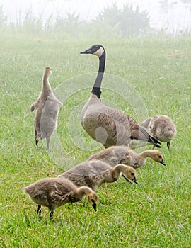 Bird family explore