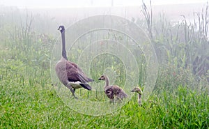 Bird family in the fog