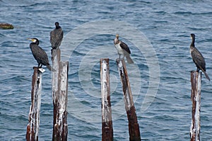 Bird family of large cormorants