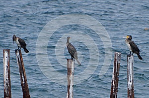 Bird family of large cormorants