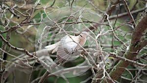 bird of the family Muscicapidae perched on a tree branch