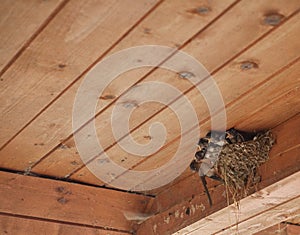 Bird family at nest. Feeding small birds, newborns. Swallow protecting newborn birds inside barn