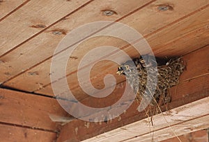 Bird family at nest. Feeding small birds, newborns. Swallow protecting newborn birds inside barn