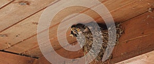 Bird family at nest. Feeding small birds, newborns. Swallow protecting newborn birds inside barn