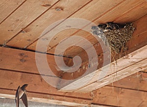 Bird family at nest. Feeding small birds, newborns. Swallow protecting newborn birds inside barn