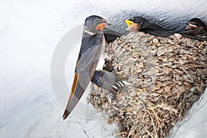 Bird family at nest. Feeding small newborn birds inside barn.