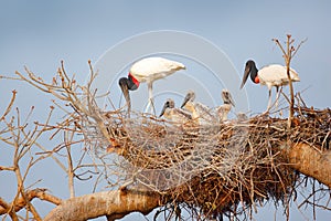 Bird family in nest. Parents with chicks. Young jabiru, tree nest with blue sky, Pantanal, Brazil, Wildlife scene from South Ameri