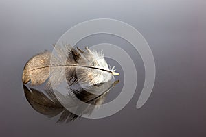 Bird feather