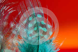 Bird feather as a background image with a lot of bright colors