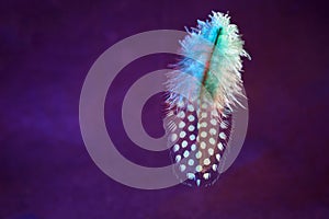 Bird feather as a background image with a lot of bright colors and structure