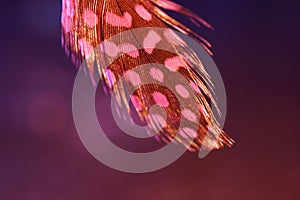 Bird feather as a background image with a lot of bright colors and structure