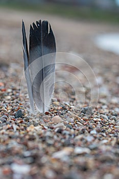 Bird feather on beach pebble