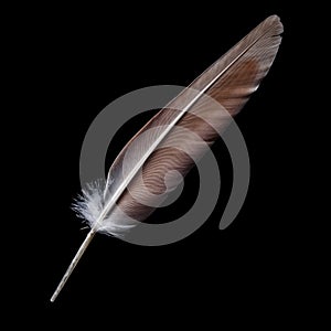 Bird feather on a black background
