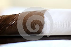 Bird feather close up