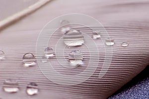 Bird feather close up with water drops