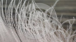 Bird feather close up. White feather