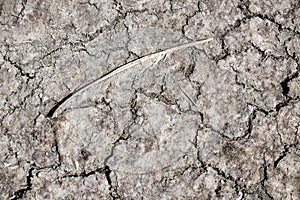 Bird feather on dry cracked ground