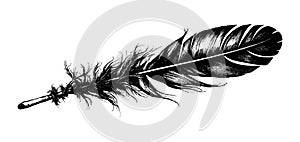 Bird feather in ink drawing style. Isolated bird plume element, in black color