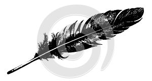 Bird feather in ink drawing style. Isolated bird plume element, in black color