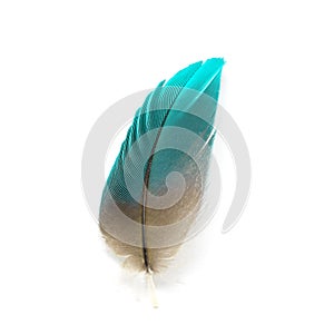 Bird feather isolated