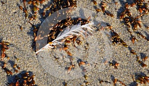 Bird feather lying on the beach sand and sea weed in Laguna Beach, California.