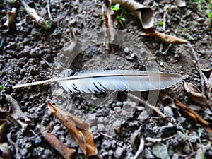 Bird feather photo
