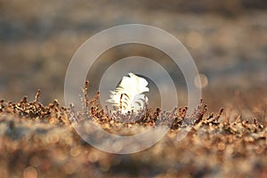 Bird feather in moss.