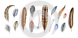 Bird feather realistic illustration set. Hand drawn watercolor images. Various bird feather type style collection