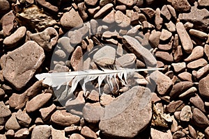 A Bird Feather Among The Rocks