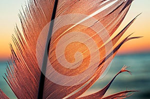 Bird feather on sunset background