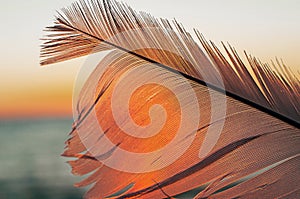 Bird feather on sunset background