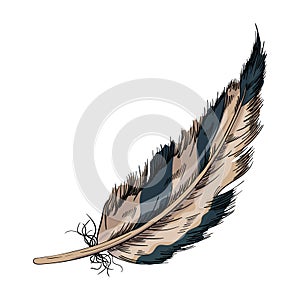 Bird feather vector illustration. Hand drawn color feather illustration. Bird plumage. Writing pen. Vector Boho element