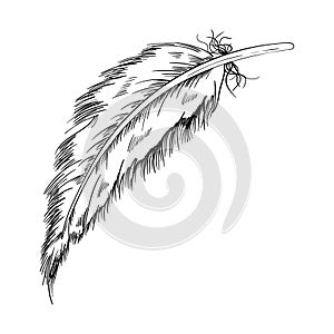 Bird feather vector illustration. Hand drawn feather illustration. Bird plumage. Writing pen. Vector Boho element. Old