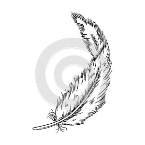 Bird feather vector illustration. Hand drawn feather illustration. Bird plumage. Writing pen. Vector Boho element. Old