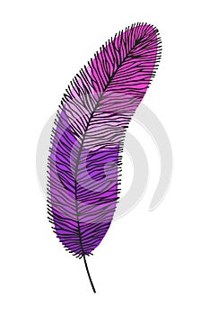 Bird feather. Vector stock illustration eps10. Hand drawing. photo
