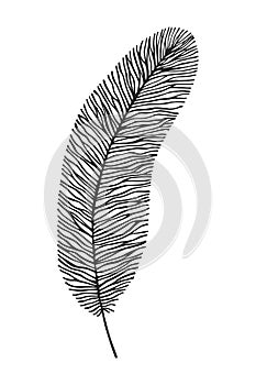 Bird feather. Vector stock illustration eps10. Hand drawing. Outline, on a white background. photo