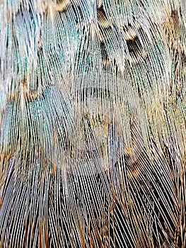 Bird Feathers 4