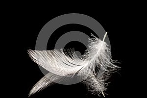 Bird feathers