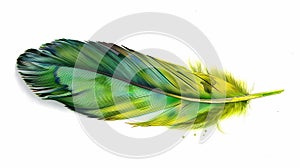 bird feathers background pattern, banner, wings background picture, seamless background